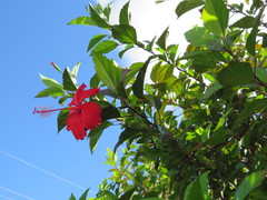Hibiscus × archeri