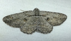 Iridopsis vellivolata