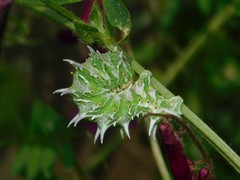 Apochima flabellaria