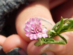 Trifolium tomentosum