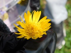 Heterotheca subaxillaris