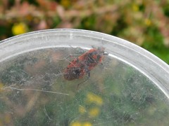 Spilostethus pandurus