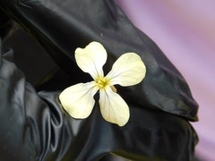 Raphanus raphanistrum