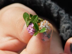 Trifolium tomentosum