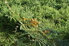 Mimosa pigra