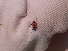 Pyrrhocoris apterus