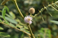 Mimosa pigra