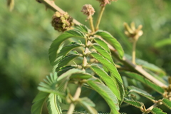 Mimosa pigra