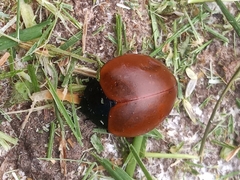 Aegithus clavicornis