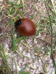 Aegithus clavicornis