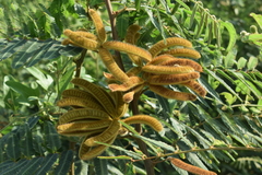 Mimosa pigra