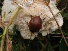 Aegithus clavicornis