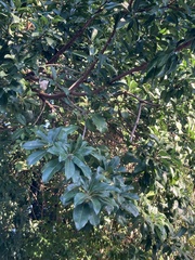 Hippomane mancinella