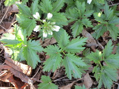 Cardamine maxima