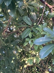 Hippomane mancinella