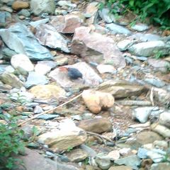 Phoenicurus fuliginosus