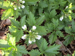 Cardamine maxima