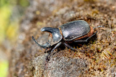 Heterogomphus schoenherri