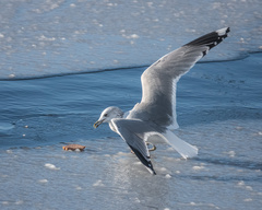 Larus canus