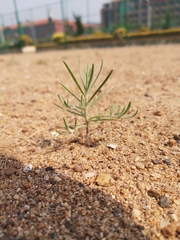 Corispermum declinatum