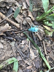 Ericydeus