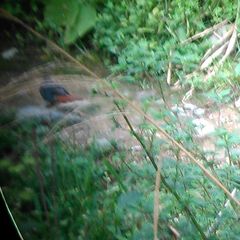 Phoenicurus fuliginosus