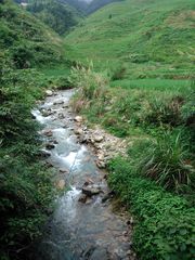 Phoenicurus fuliginosus