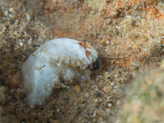 Stomatella impertusa
