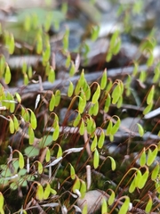 Ptychostomum capillare