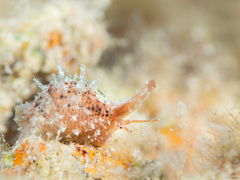 Trivirostra triticum