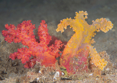 Dendronephthya hemprichi