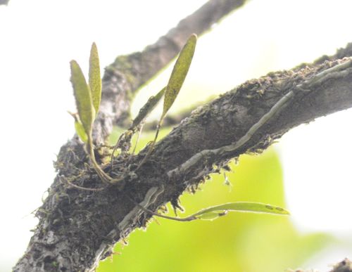 Octomeria ffrenchiana