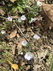 Nemophila pedunculata
