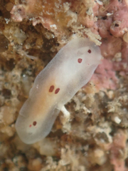 Dendrodoris nigromaculata