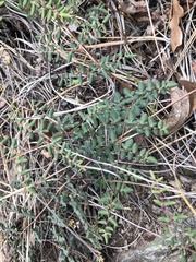 Pellaea andromedifolia