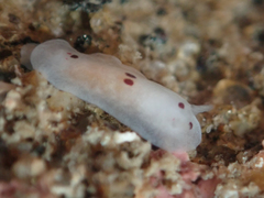 Dendrodoris nigromaculata