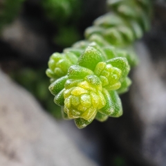 Sedum acre
