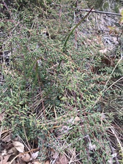 Pellaea andromedifolia