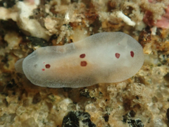 Dendrodoris nigromaculata