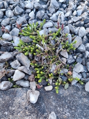 Sedum acre