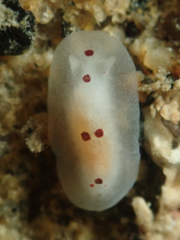 Dendrodoris nigromaculata