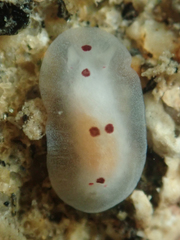 Dendrodoris nigromaculata