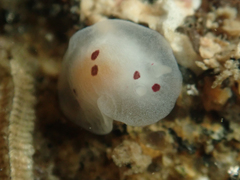 Dendrodoris nigromaculata