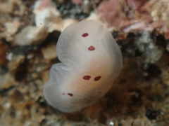 Dendrodoris nigromaculata