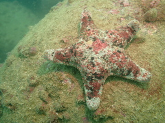 Gymnanthenea difficilis