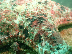 Gymnanthenea difficilis