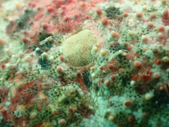 Gymnanthenea difficilis