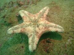 Gymnanthenea difficilis