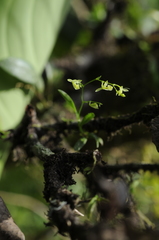 Epidendrum vincentinum