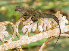 Anolis cristatellus cristatellus